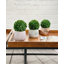 Buis de plantes en faux conserve