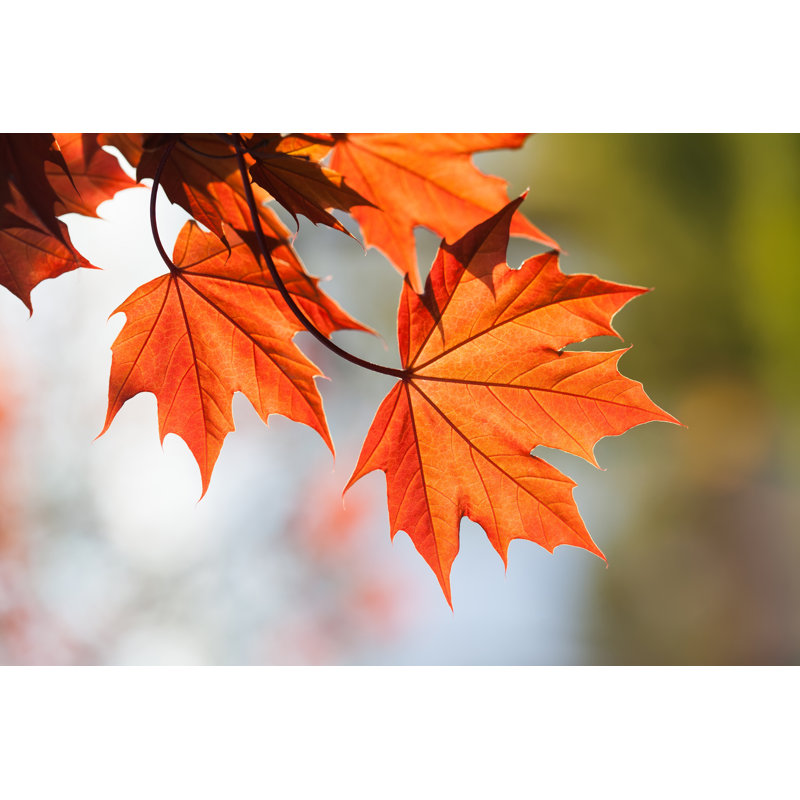 Red Maple Leaves by Besjunior - Wrapped Canvas Print, 30cm H x 46cm W