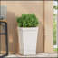 MGO PLANT