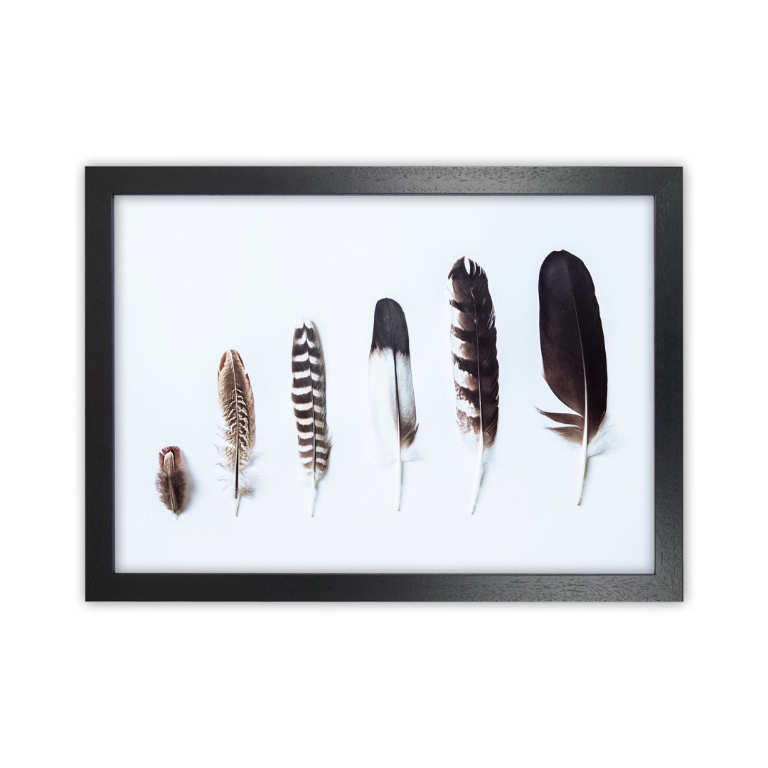 Feathers II by Victoria Frost - Photograph Print