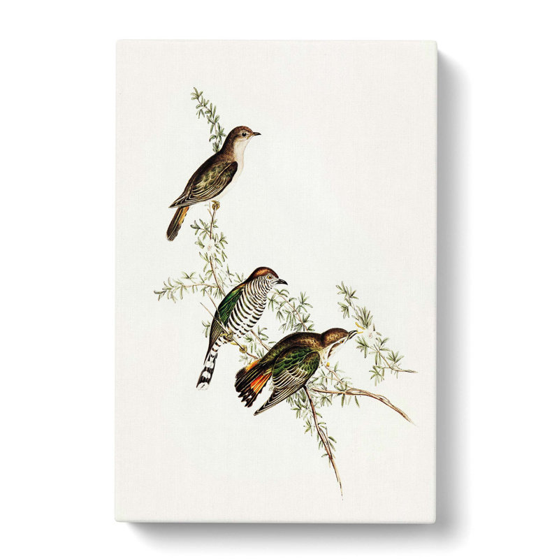 Shining Cuckoos by Elizabeth Gould - Wrapped Canvas Painting, 60cm H x 40cm W x 3cm D