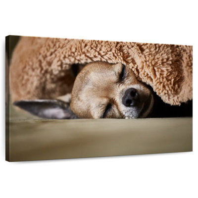 Brampt Sleeping Chihuahua