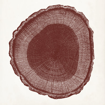 Anneau d'arbre I