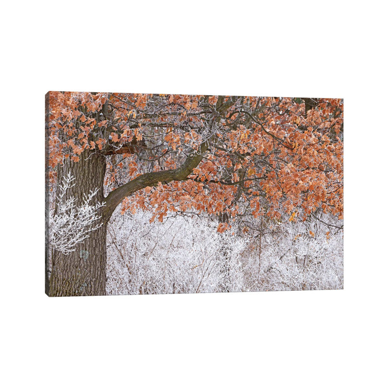 Rime Ice And Oak Tree by Brian Wolf - Wrapped Canvas Print, 45.72cm H x 66.04cm W x 1.91cm D