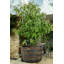 Edna Weather Resistant Planter Feet
