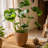 Petekar Pot Planter-443271997