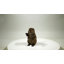 STATUE DE CUB AMERICAN BEAVER CUB