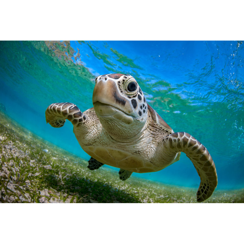 Green Turtle - Wrapped Canvas Print, 20cm H x 30cm W x 3.8cm D