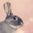 Rabbit by D-Keine - No Frame Art Prints on Canvas-857334417
