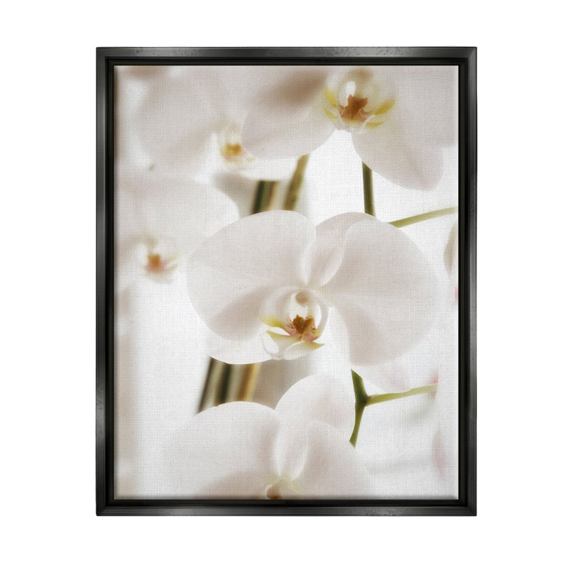 Élégant art mural sur toile flottante avec pétales d'orchidées blanches par Savanah Plank, Cadre flottant noir de jais