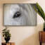 Balearic Island Horse, peinture sur toile encadrée-94364288-94364287