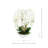 Orchid Arrangement in Fiberstone Planter-1871979269