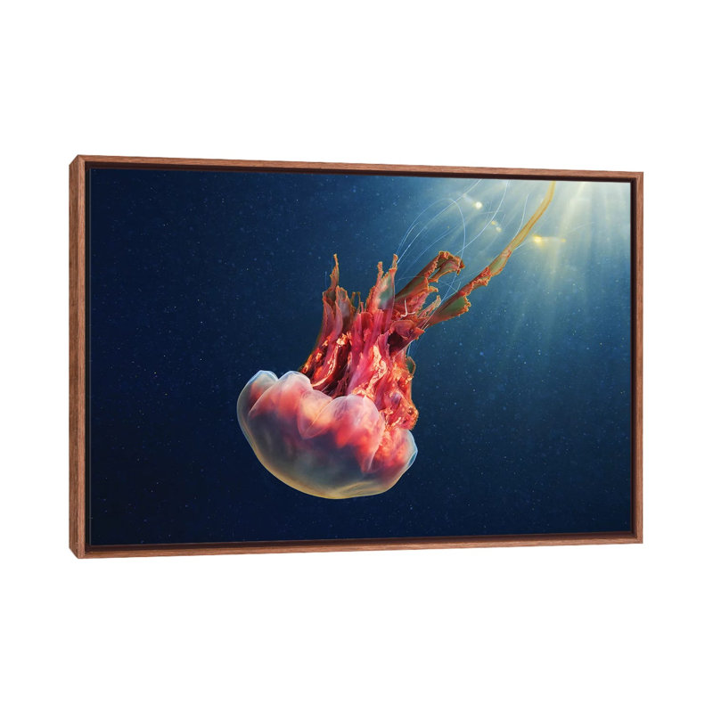 «Cyanea Capillata IX» par Anna Sweet - impression d'art graphique, H 26 po x l 40 po x 1,5 po