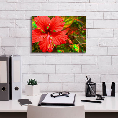 " Red Hibiscus " by Don Spears