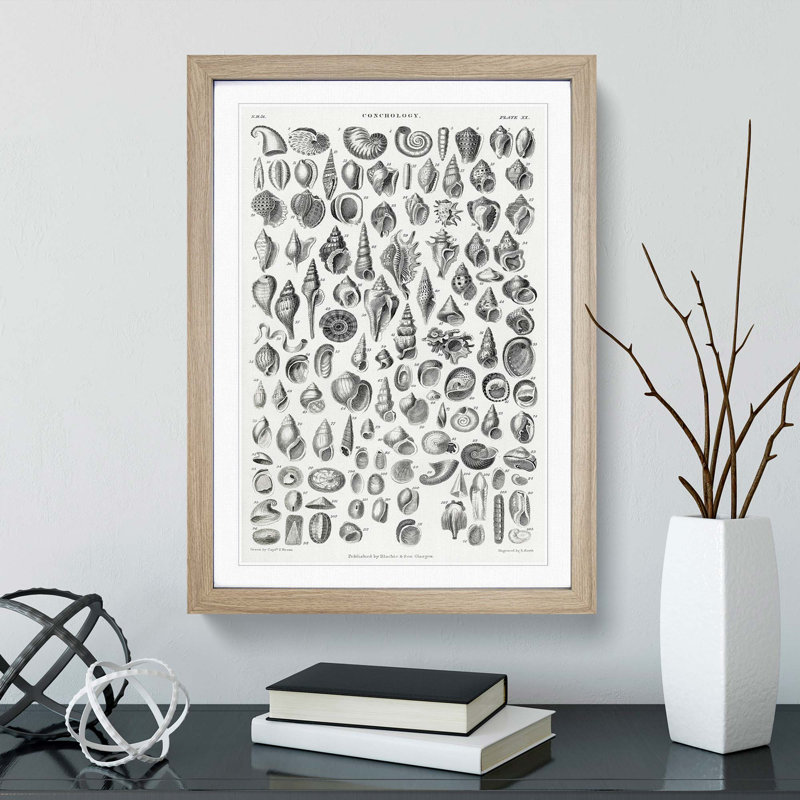 Study of Mollusc Shells XX by Oliver Goldsmith - Framed Print, 87cm H x 62cm W x 2cm D, Oak Framed