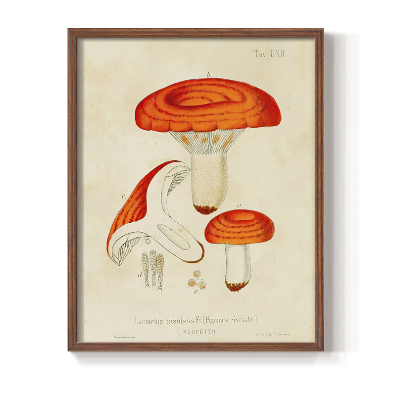 «Mushroom Variétés», reproduction encadrée en bois massif, Brun, H 20 po x l 16 po