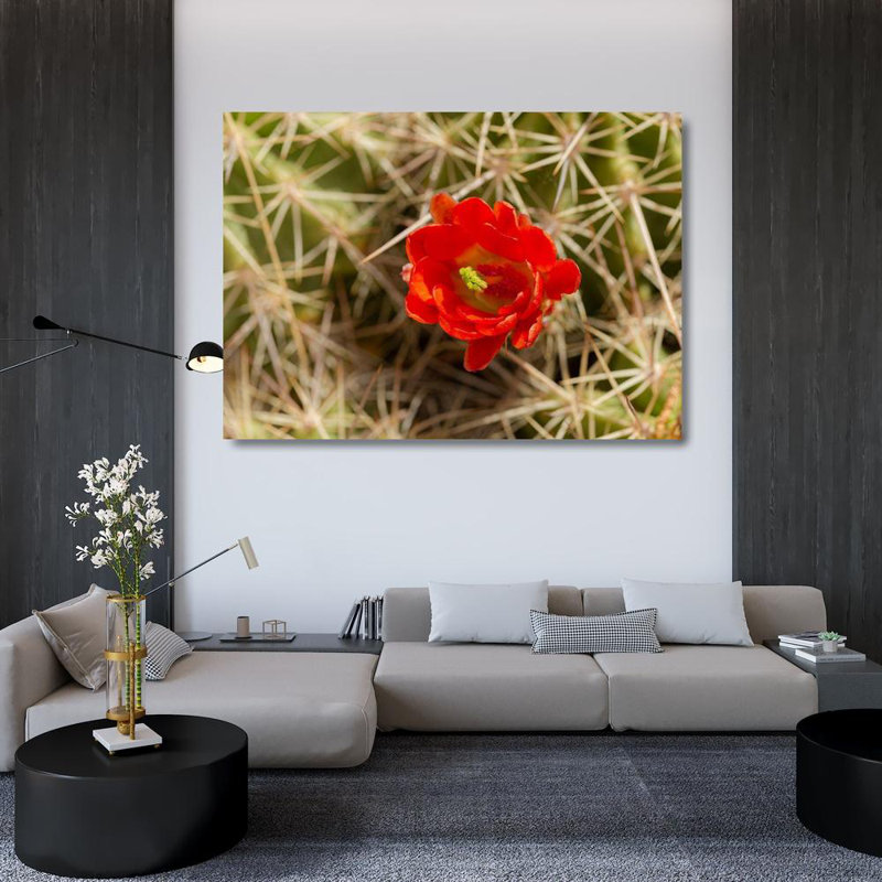 Pryor, Maresa Claret, tasse de cactus en ouverture, Echinocereus coccineus, Albuquerque Golden Open, H 35 po x l 48 po