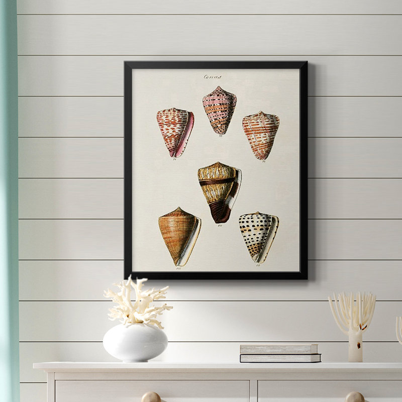 Toile encadrée de qualité supérieure Cone Shell Collection IV - prête à être accrochée, Noir, H 24 po x l 20 po