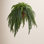 50'' Plant
