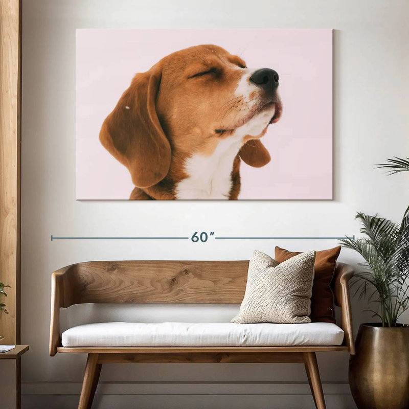 Beagle Brampt