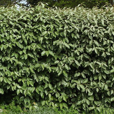 1 gal. Elaeagnus (4-Pack)