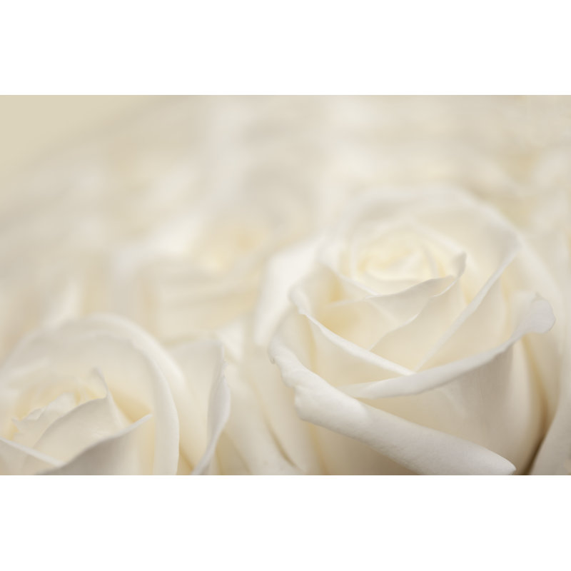 «Blossoming Rose» - Photographie sur toile tendue, H 8 po x l 12 po