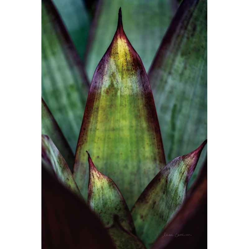 Succulent Detail II by Elise Catterall - Photograph Print, 122cm H x 81cm W, Black Floater Framed