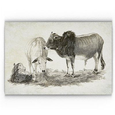 " Cattle Sketch VI "
