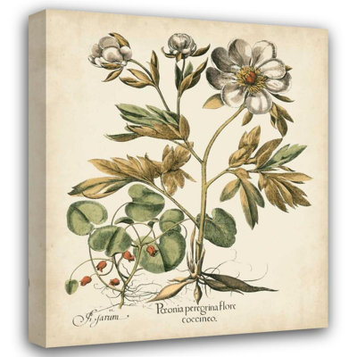 Red Barrel Studio Besler, Basilius Gallery Wrapped Canvas Art Titled: Ivory Peonies III