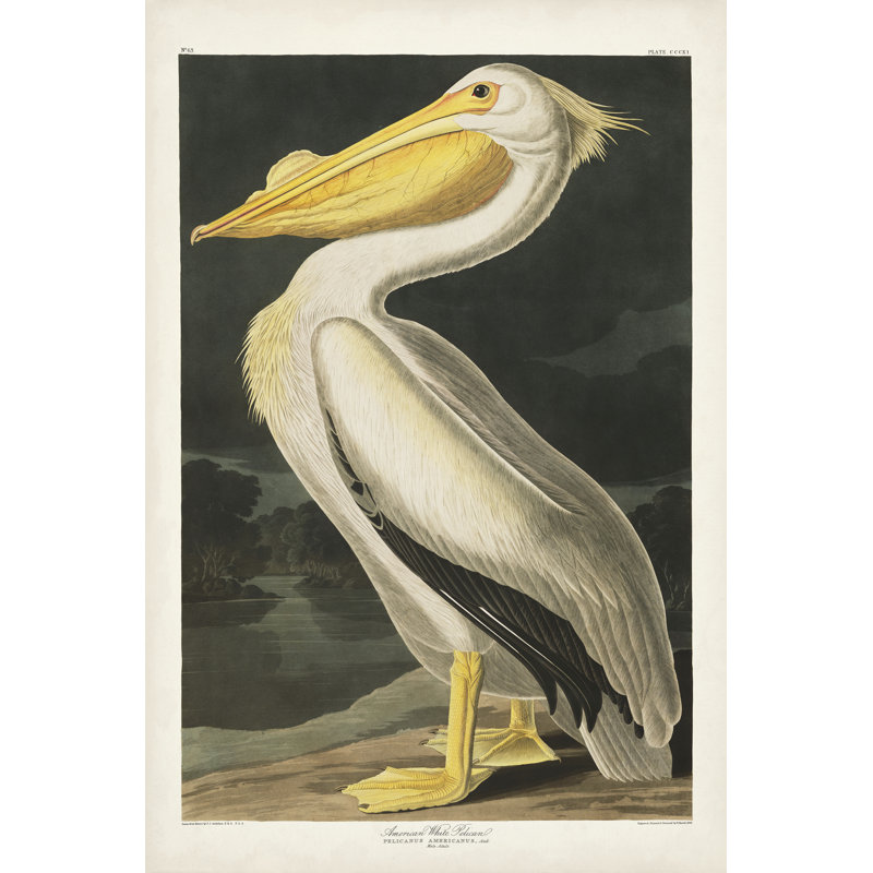 Pélican d'Amérique PL311, H 12 po x l 8 po