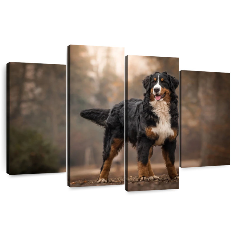Bernese Mountain Dog, 42" H x 68" W