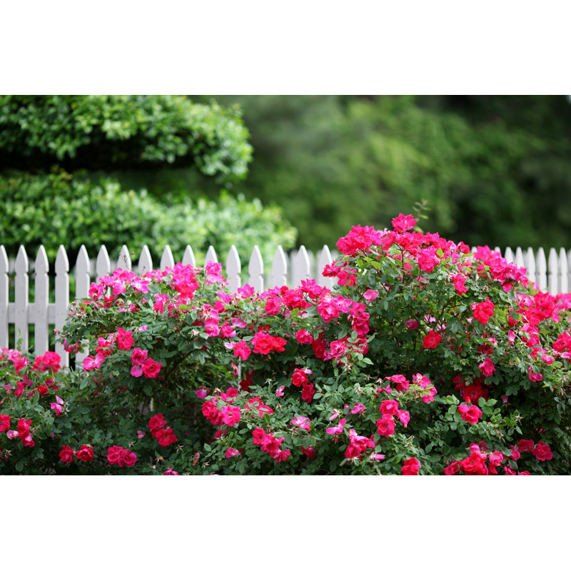 Nature's Beauty par Imagesbybarbara, H 20 po x l 30 po