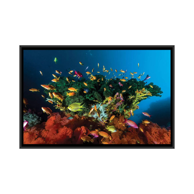 «Reef Scene with Anthias Fish, Cebu, Philippines», impression sur toile, H 18 po x l 26 po x P 1,5 po, Toile avec cadre noir