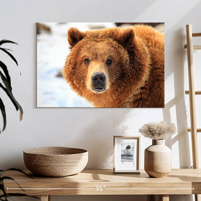 Regard d'ours grizzly, H 16 po x l 24 po