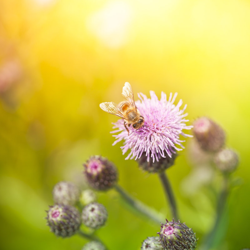 Honey Bee by Pawel Gaul - Wrapped Canvas Print, 91cm H x 91cm W