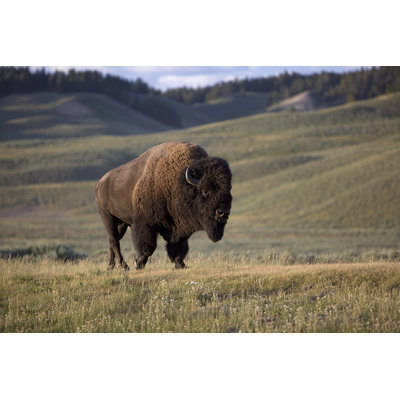 Buffalo - Wrapped Canvas Print