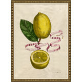 Lemons And Ribbons 1 Giclee Print by Giovanni Battista Ferrari