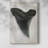 Watercolor Sharks Tooth I -Gallery Wrapped Cavas-1616553374