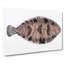 Variegated Sole Fish by Edward Donovan - Wrapped Canvas Painting-55370167