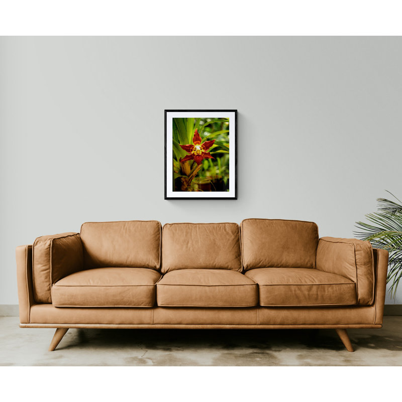 Red Face Orchid Print by Tom Kostes, 32" H x 24" W, Wrapped Canvas