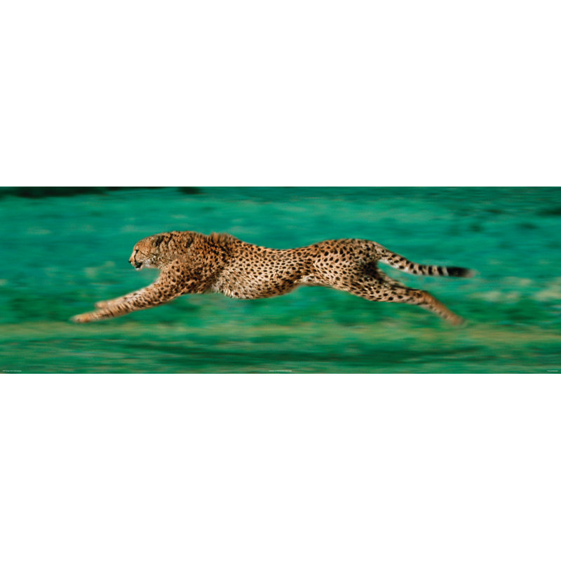 Achetez Art décoratif pour toile tendue avec guépard sous licence officielle - 36 x 12 po