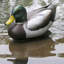 Sculpture Filicia mâle canard colvert