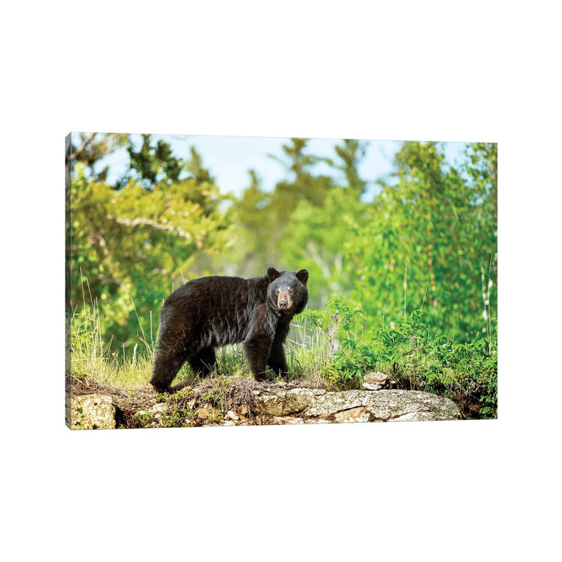 Un ours noir sur le rocher, H 18 po x l 26 po x P 1,5 po