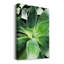 Green Tropical Succulent IV - Photographie sur toile tendue-44344519