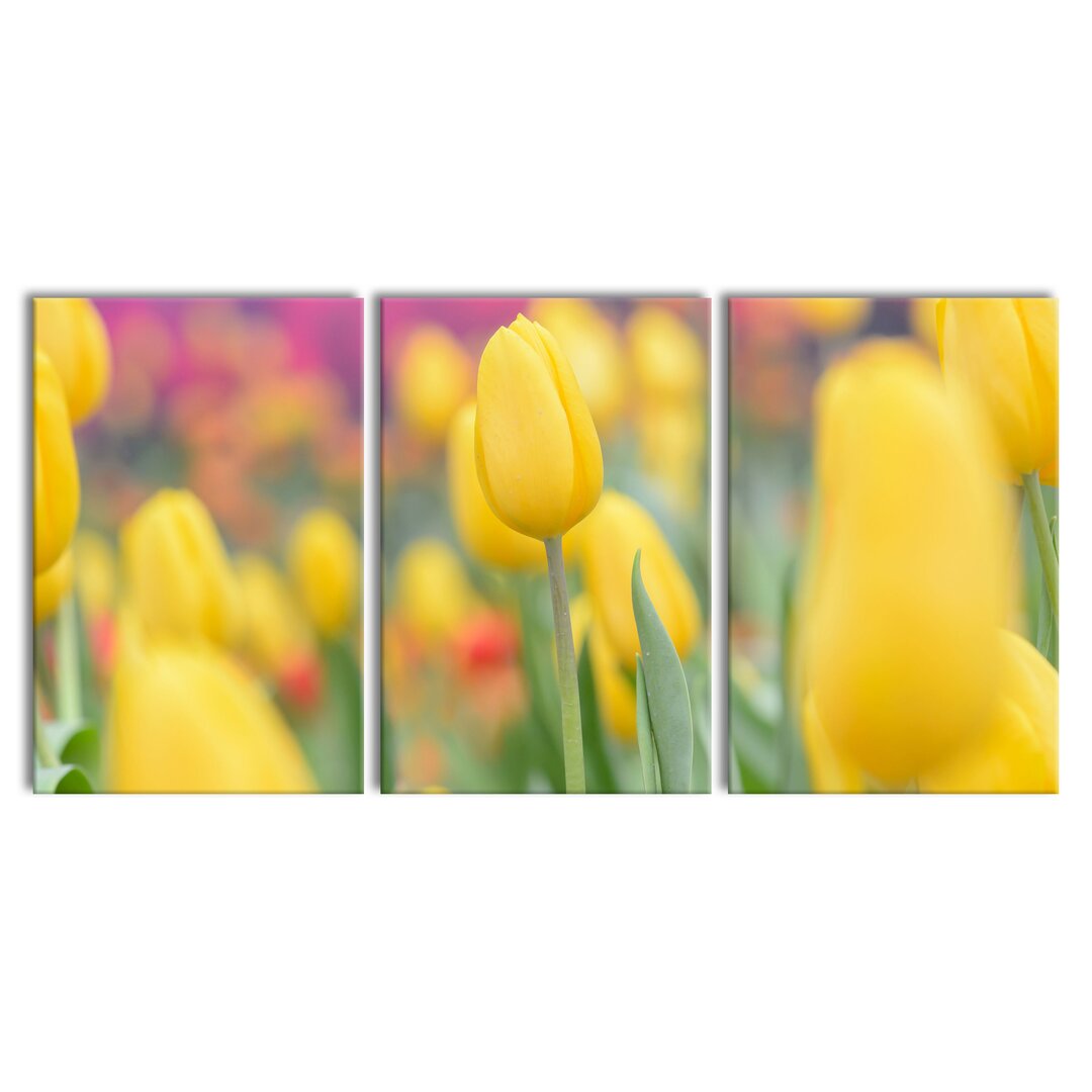 3-tlg. Leinwandbilder-Set Yellow Tulips in Spring