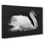 White Swan Swimming - Wrapped Canvas Print-56639466
