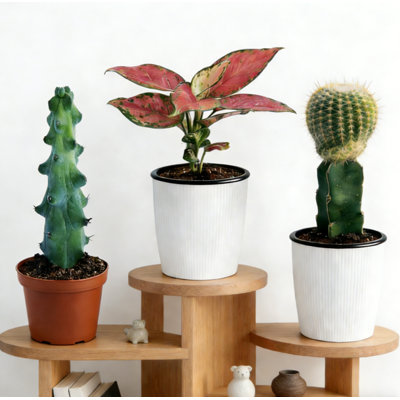 3-Piece Live Plants Set 