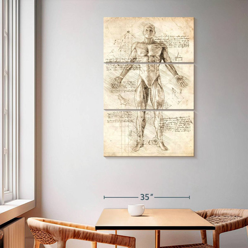 Anatomie des muscles humains Keiri, H 65 po x l 42 po