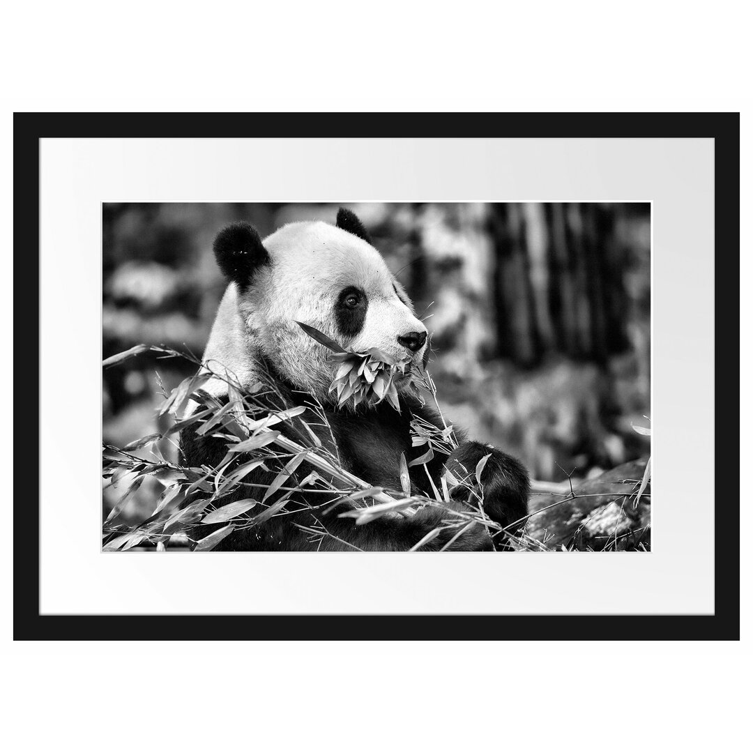 Gerahmter Fotodruck Panda Eating