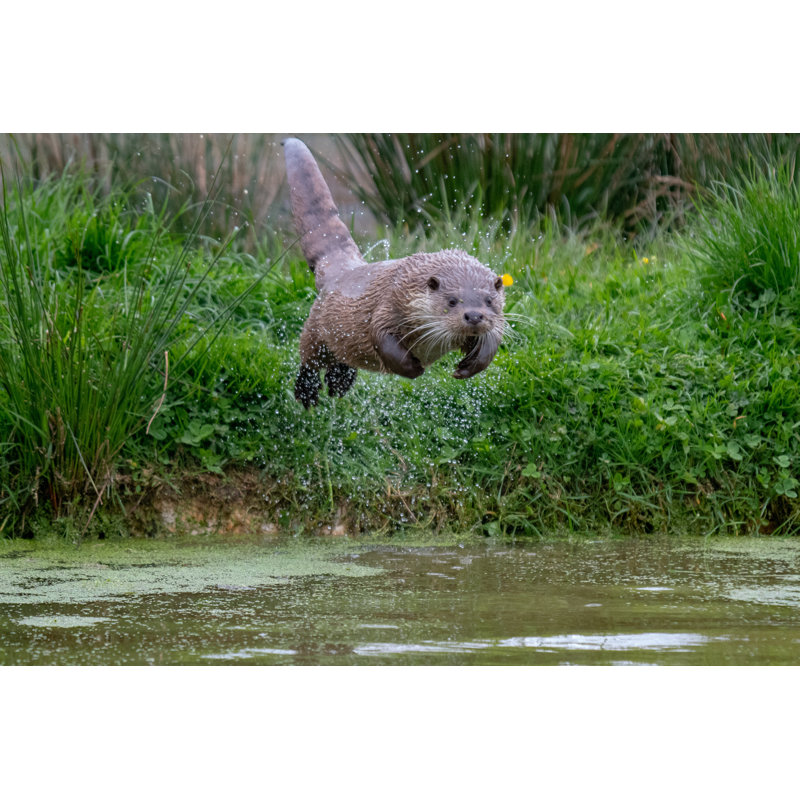 The Dive - Photographie sur toile tendue, L 48 po x H 32 po